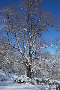 Poplar in Snow 2009-100