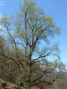 Poplar in Spring-72